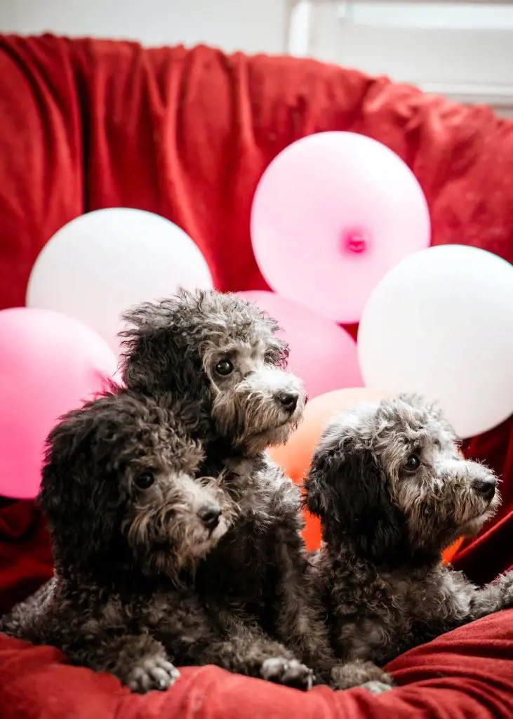 Three long haired dogs with some pink balloons besides them