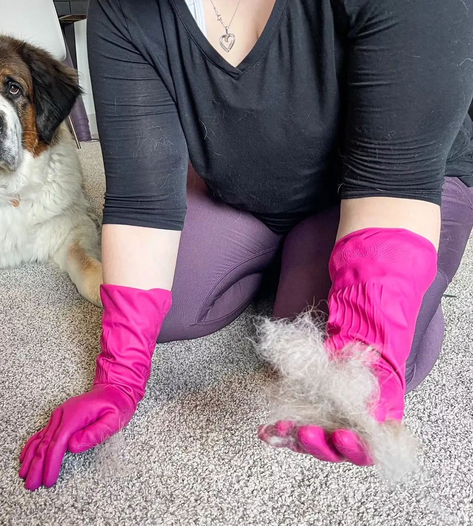 A lady using pink rubber gloves to collec all the dog hair from the carpet