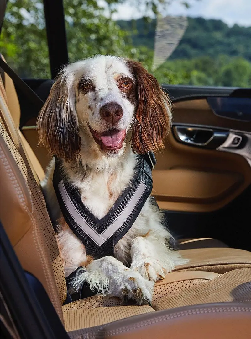A cute dog sitting inside a car