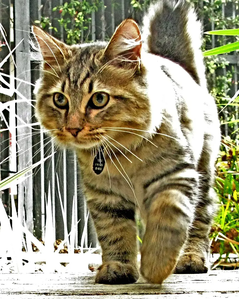 An American Bobtail Kitten with its distinctive short tail.