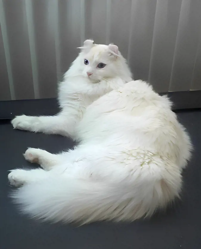 A beautiful and furry white American Curl cat with distinct curled ears.