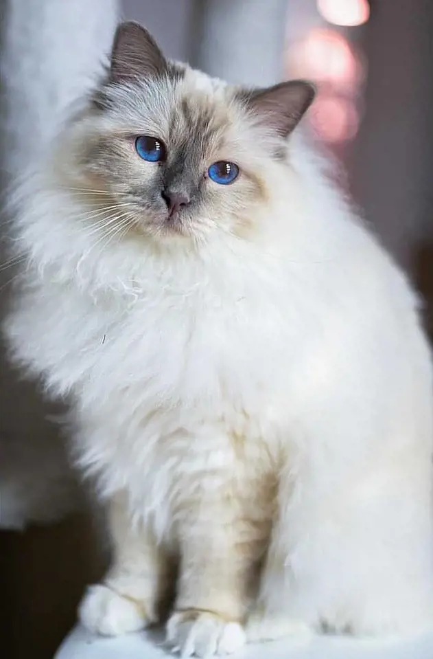 A  beautiful Birman with blue eyes and black colorpoints on white coat.