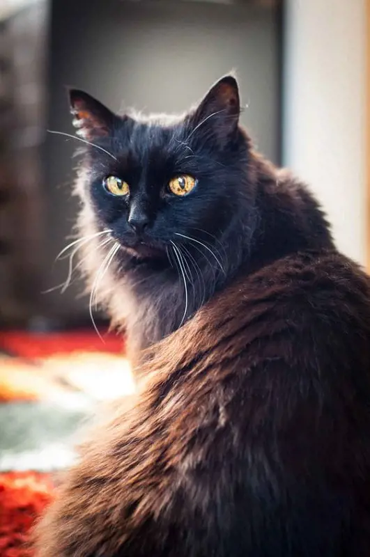 A Chocolate brown Chantilly-Tiffany cat with golden blazing eyes.