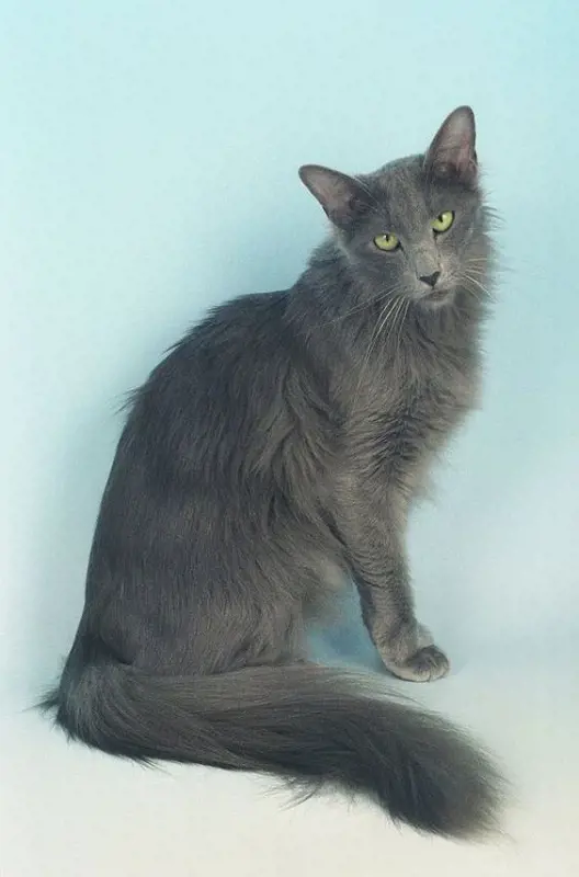 A grey Javanese long-haired cat with fluffy and long tail.