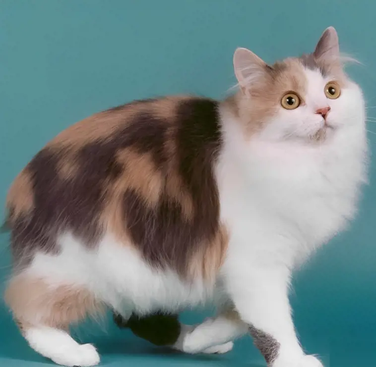 A fluffy multi-colored Cymric or Manx Longhair cat with a very short tail.