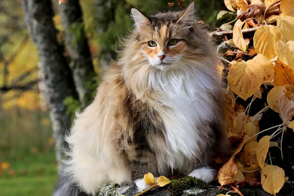 A large Norwegian Forest Cat sits on a tree.