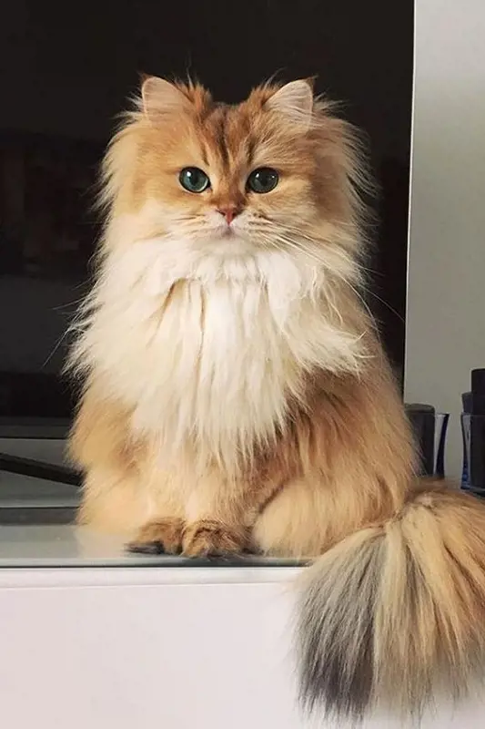 A majestic Persian cat kitten sits while flaunting its golden coat.