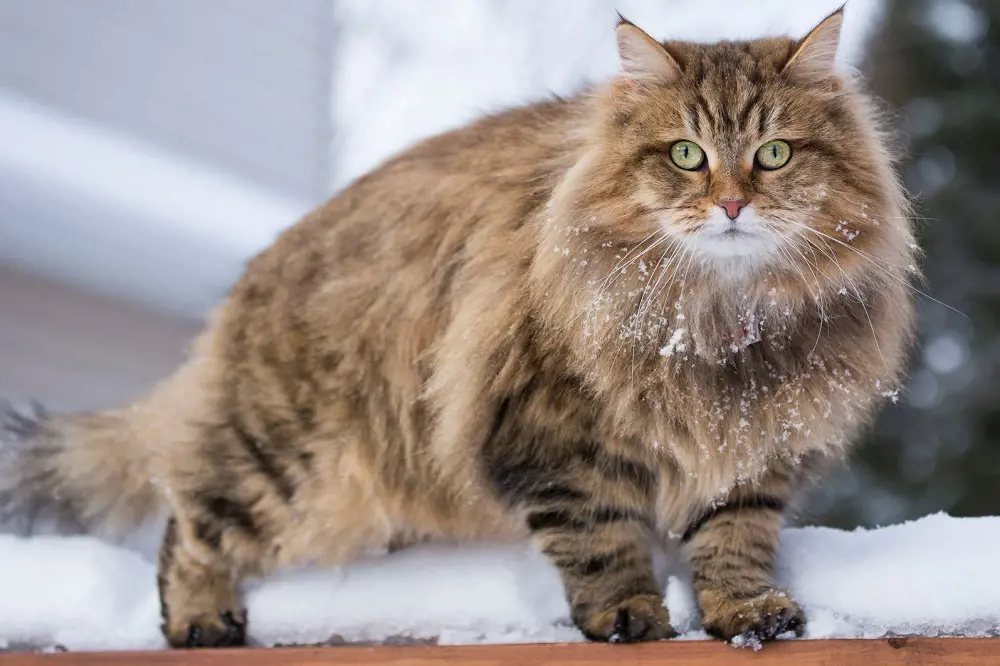 A thick and fury Siberian Forest Cat plays in snow.