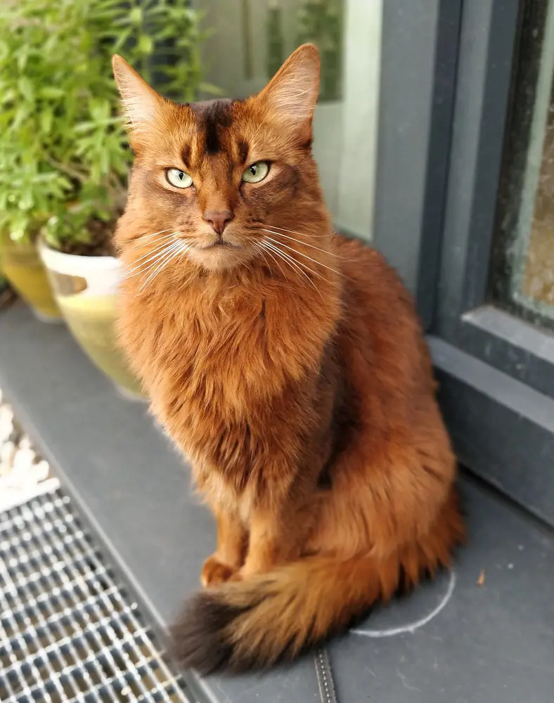 A majestic Somali cat sits on the porch of a house.