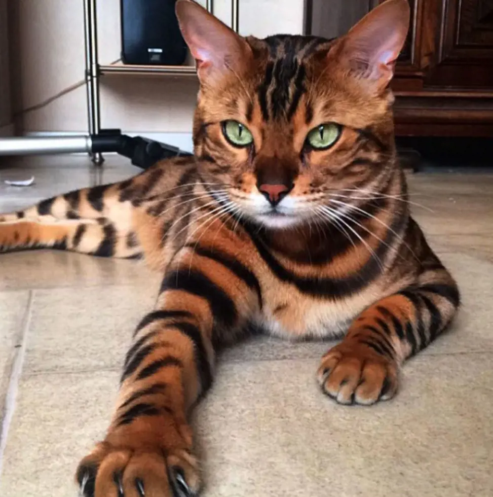 Bengal cat named Thor famous for its Tiger stripes