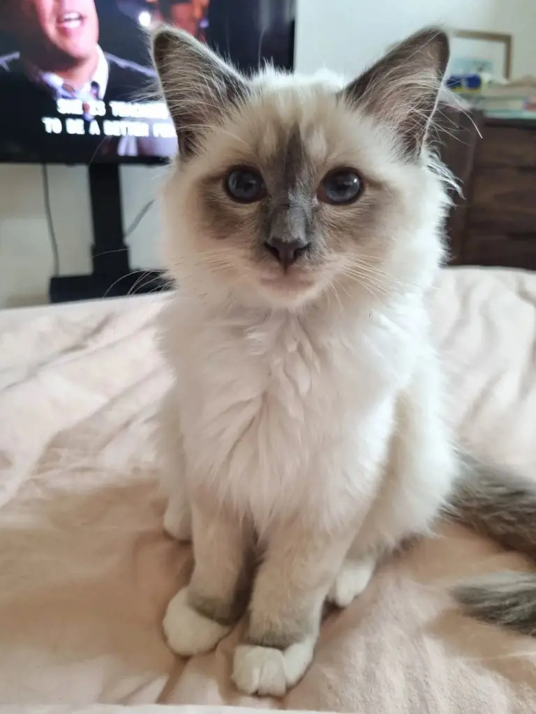 Adorable Birman cat named Louis being raised in Scotland