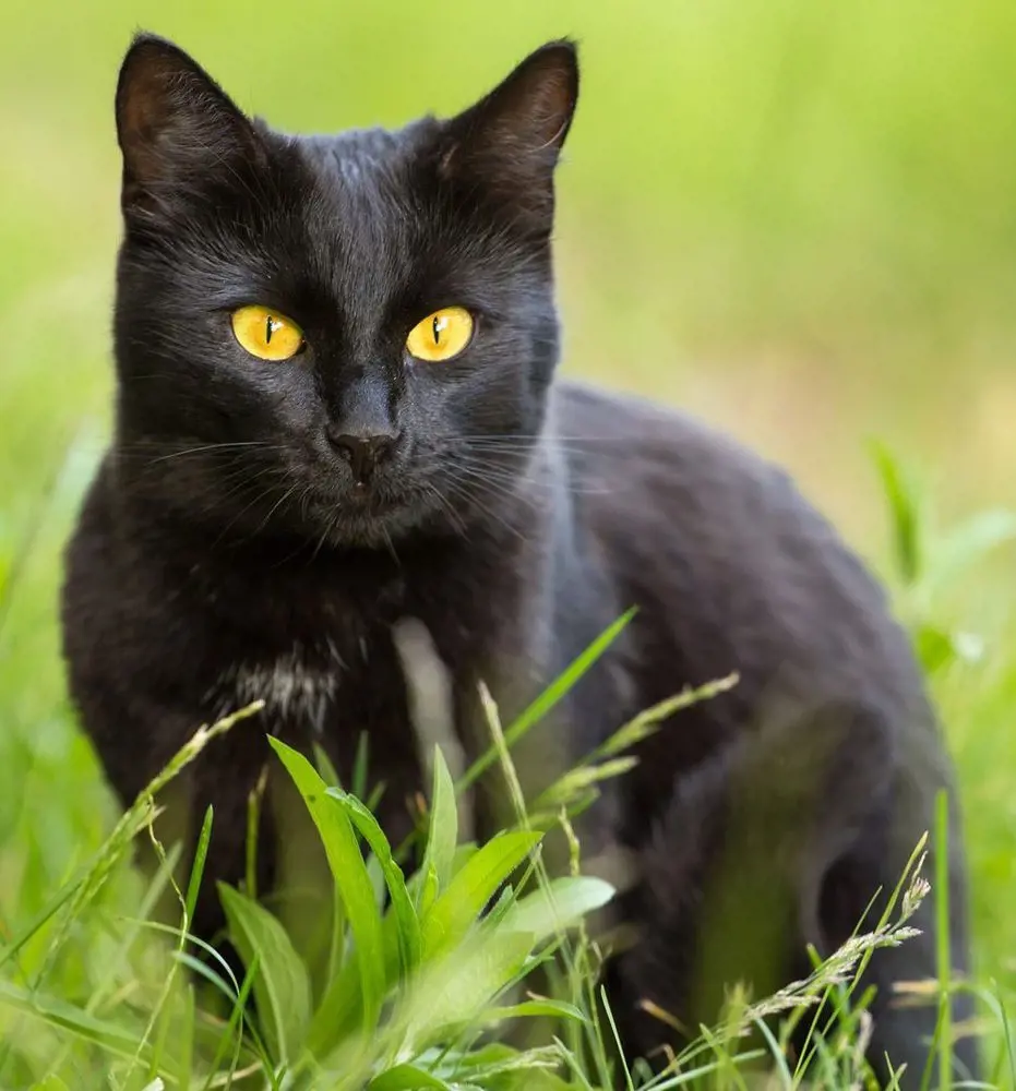 Adult Bombay cat pictured outdoors