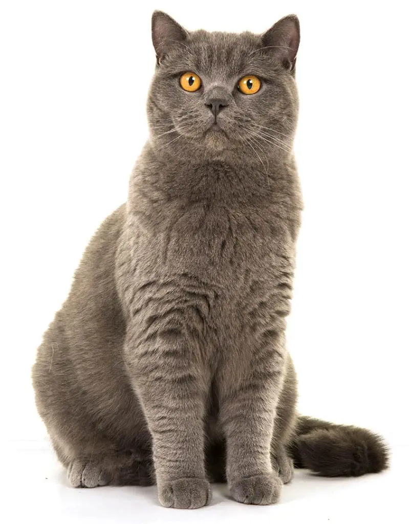 British Shorthair with gray fur and yellowish eyes