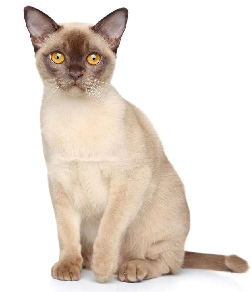 Adult Burmese cat of gray fur