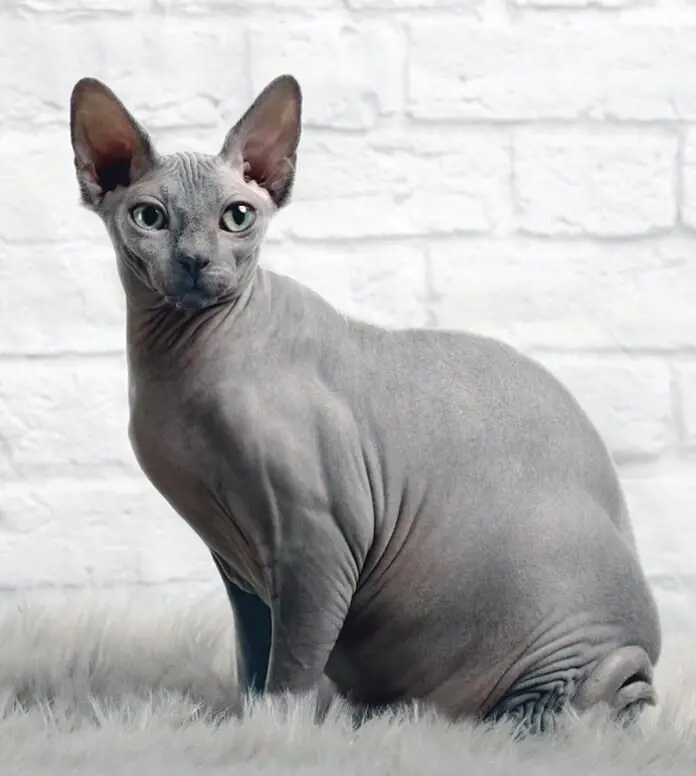 Sphynx is considered the least fur shedding cat breed
