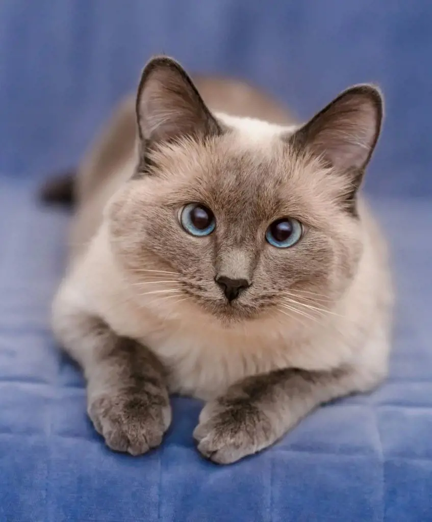 Colorpoint Shorthair cat with distinct blue eyes and gray fur