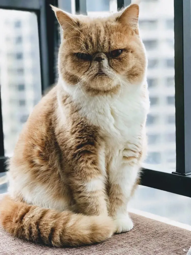 Exotic Shorthair cat with mixed coat and brown eyes