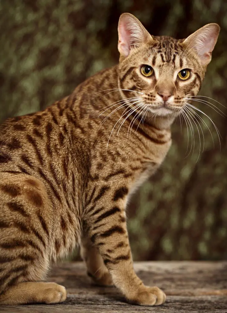Ocicat with fully-grown whiskers pictured outdoors