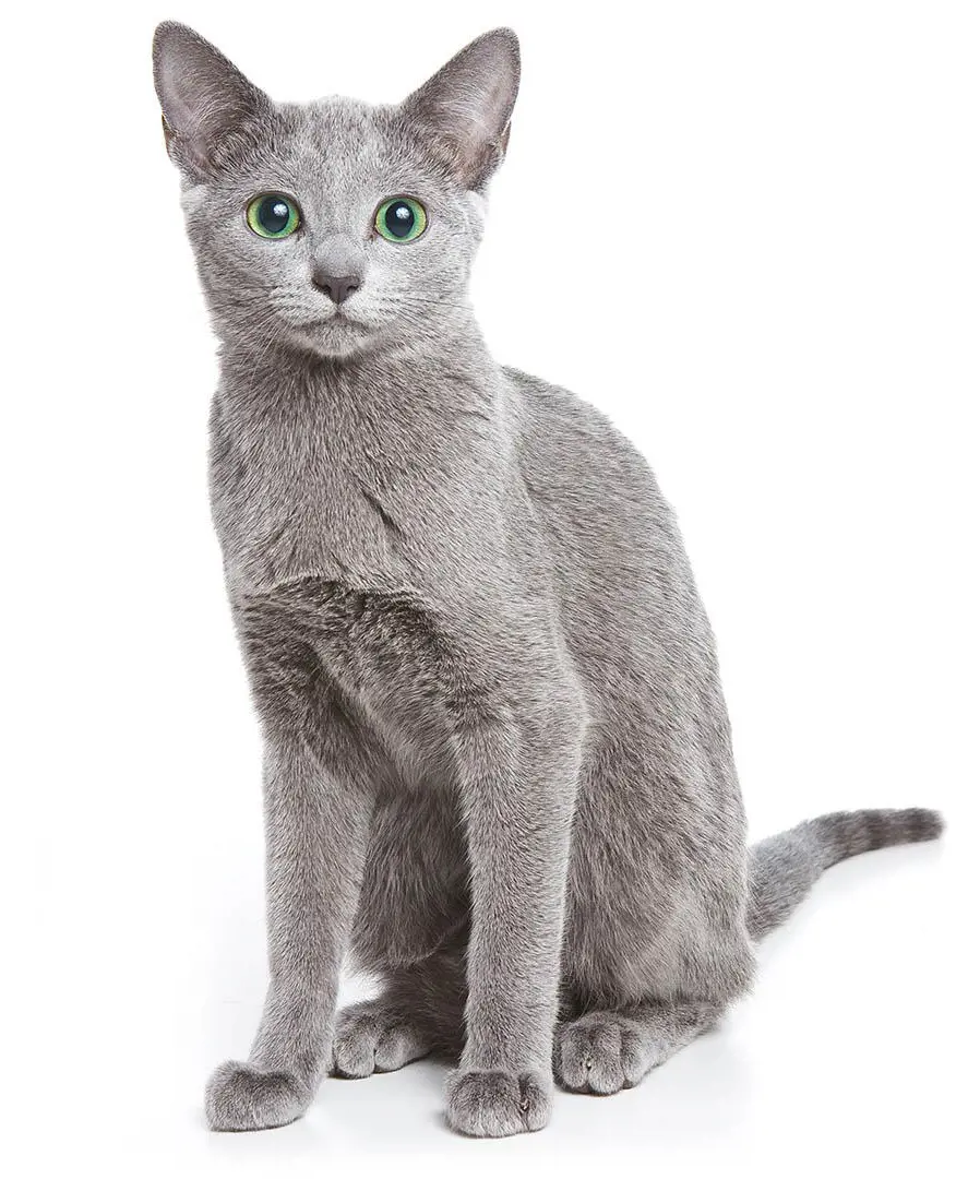 Adult Russian Blue cat with green eyes