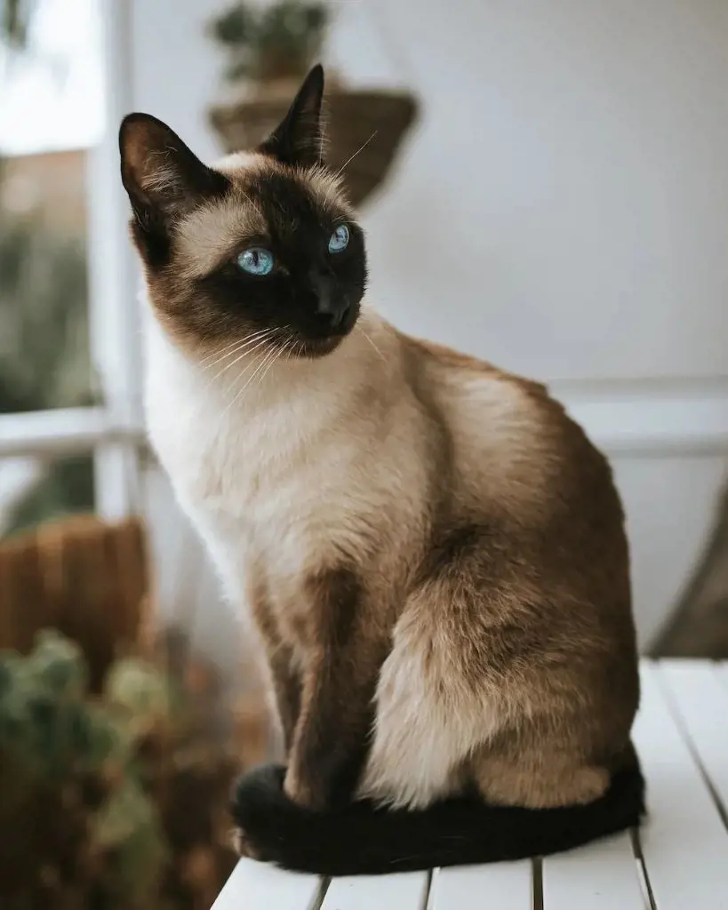 Domesticated Siamese cat with gray, white, and black coat