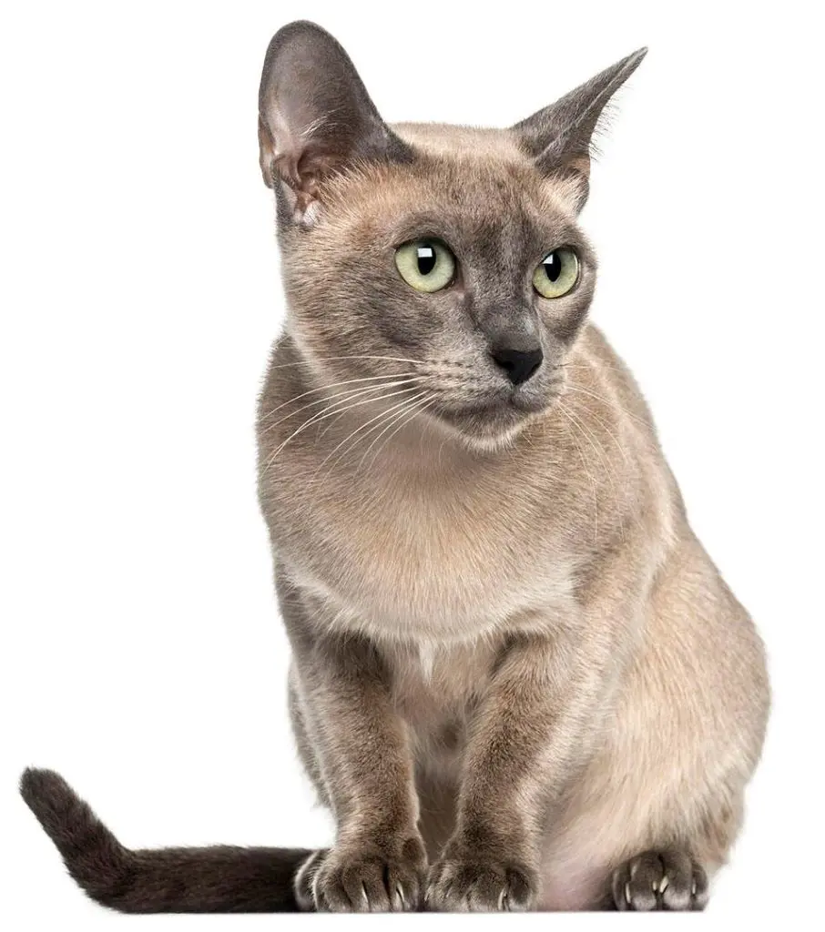 Fully grown adult Tonkinese cat with mixed fur