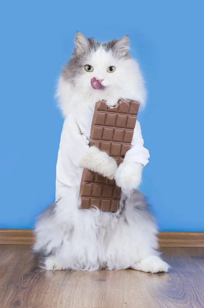A cat enjoying the outdoors sticking out its tongue while holding a partially eaten chocolate bar