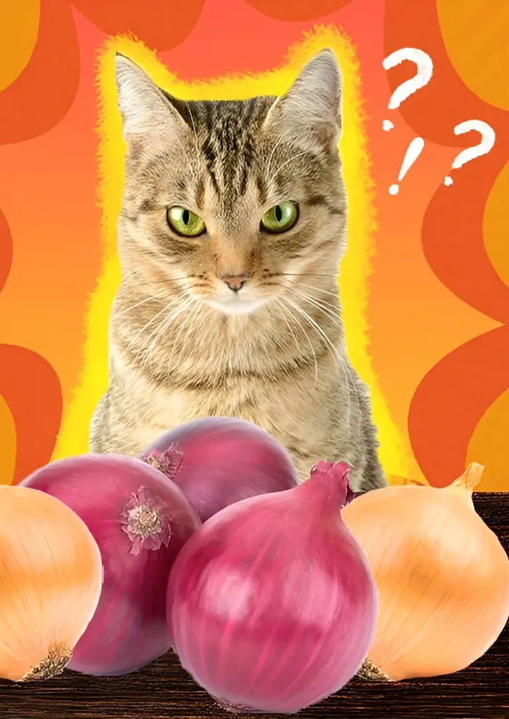 The picture raises the question Are onions safe for cats to eat and the answer is no
