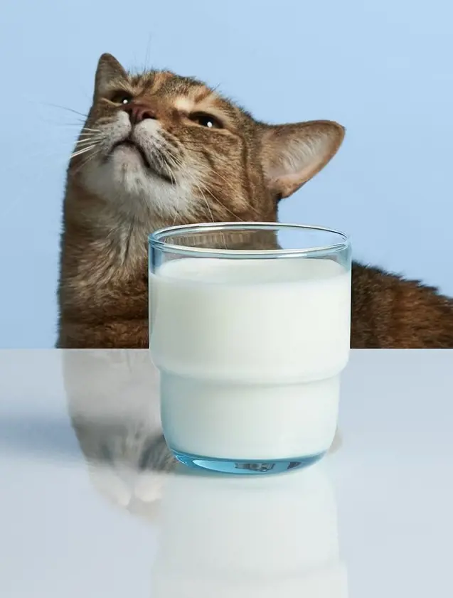Giving cats milk can have various negative effects on their health