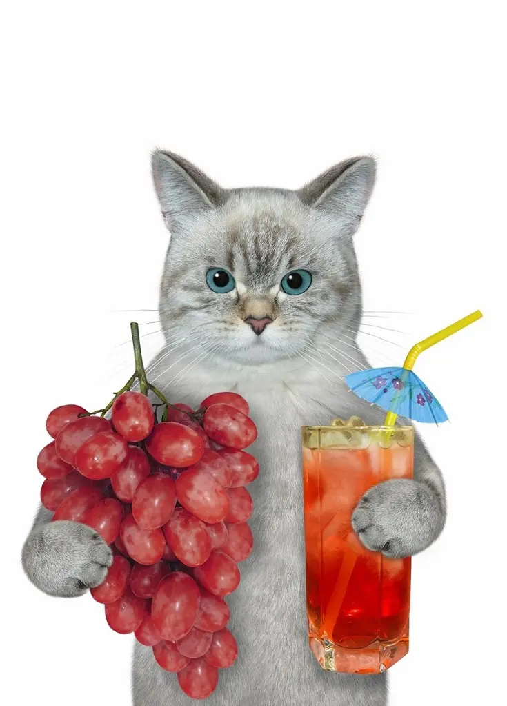 A cat holding grapes and a glass of juice looks adorable but remember that grapes can be toxic to cats