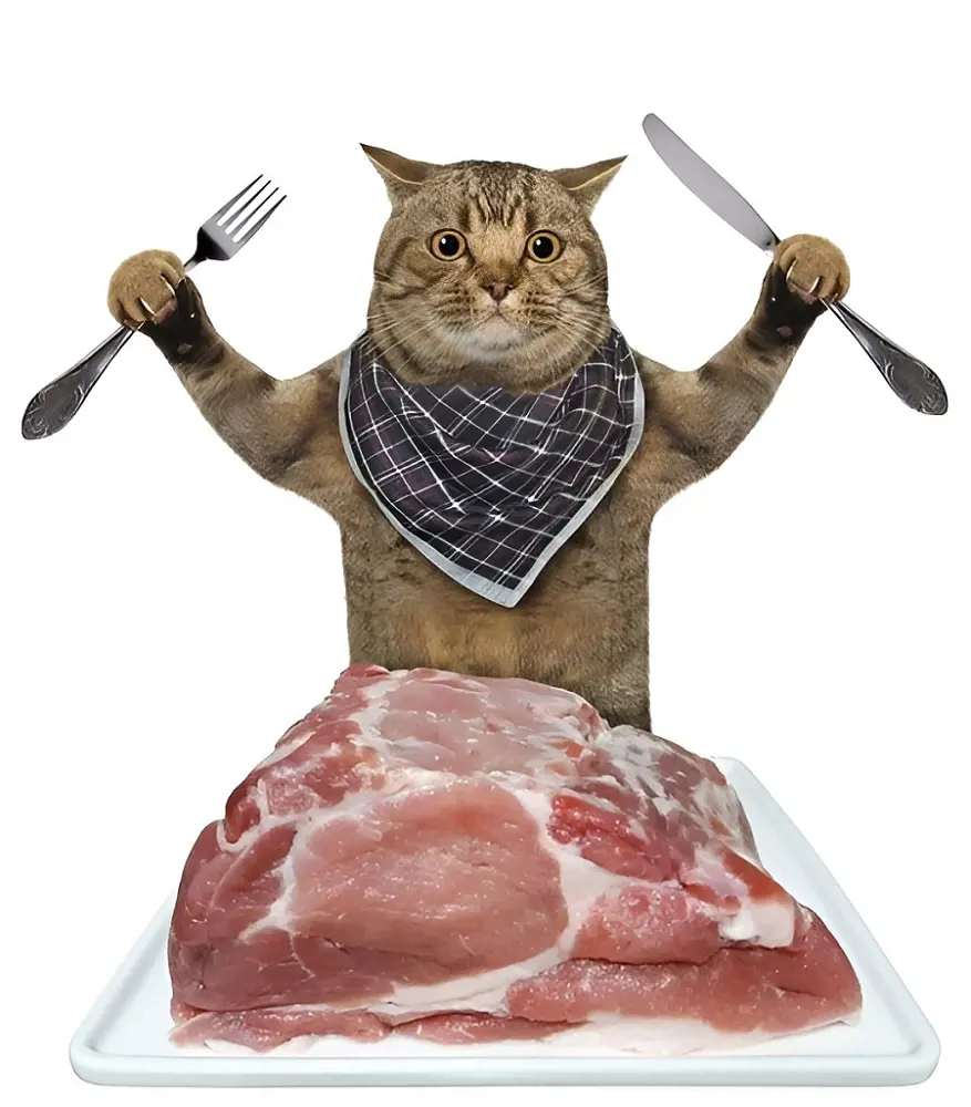 The picture shows a cat eating raw meat with utensils and wearing an apron