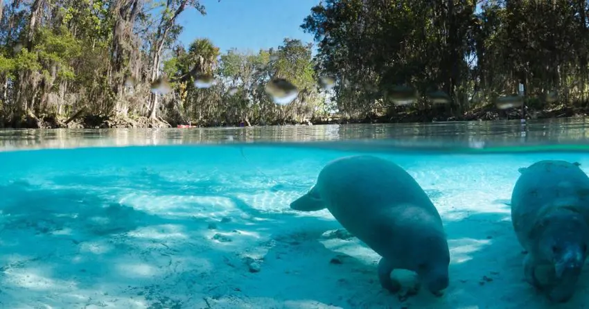 Manatees swimming in the Crystal River in Florida