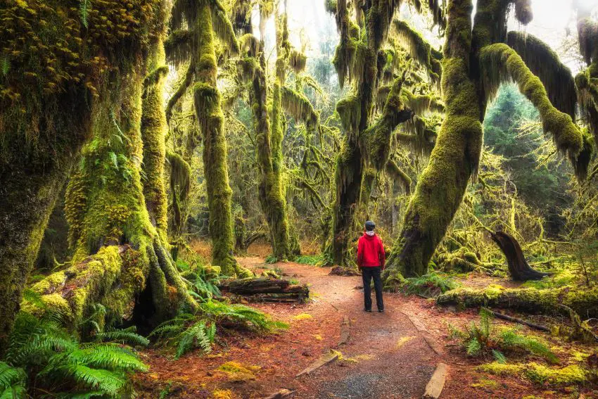 Visitor explores the hiking trail of Hoh Rain Forest