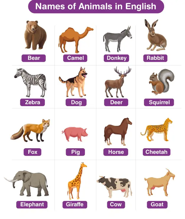Names of Animals with pictures
