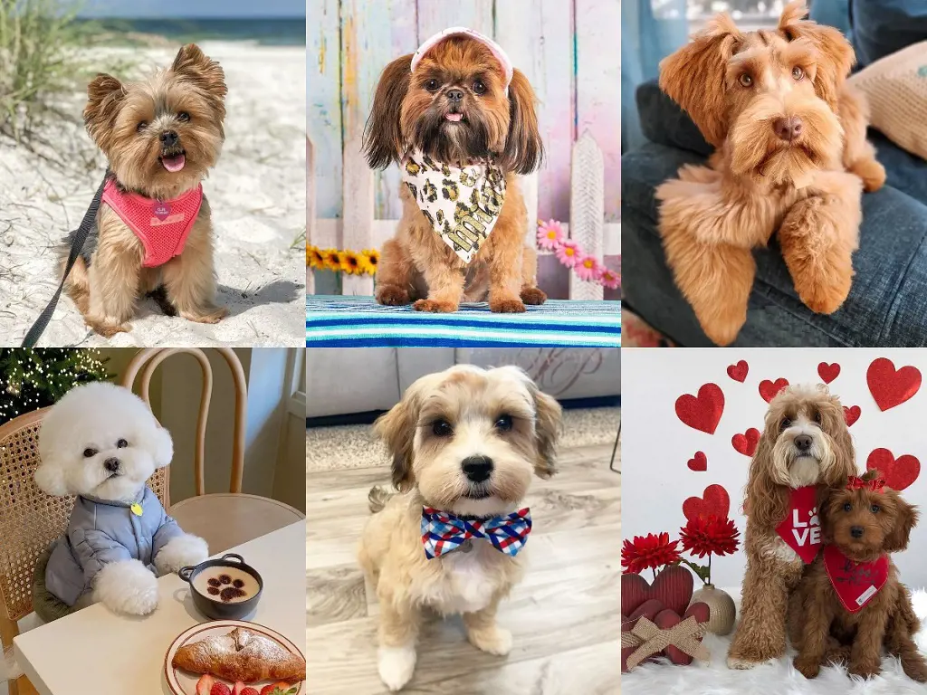 A picture collage showing (Top-Left, Clockwise) Yorkshire Terrier, Shih Tzu, Minature Schnauzer, Labradoodle, Havanese, and Bichon Frise.