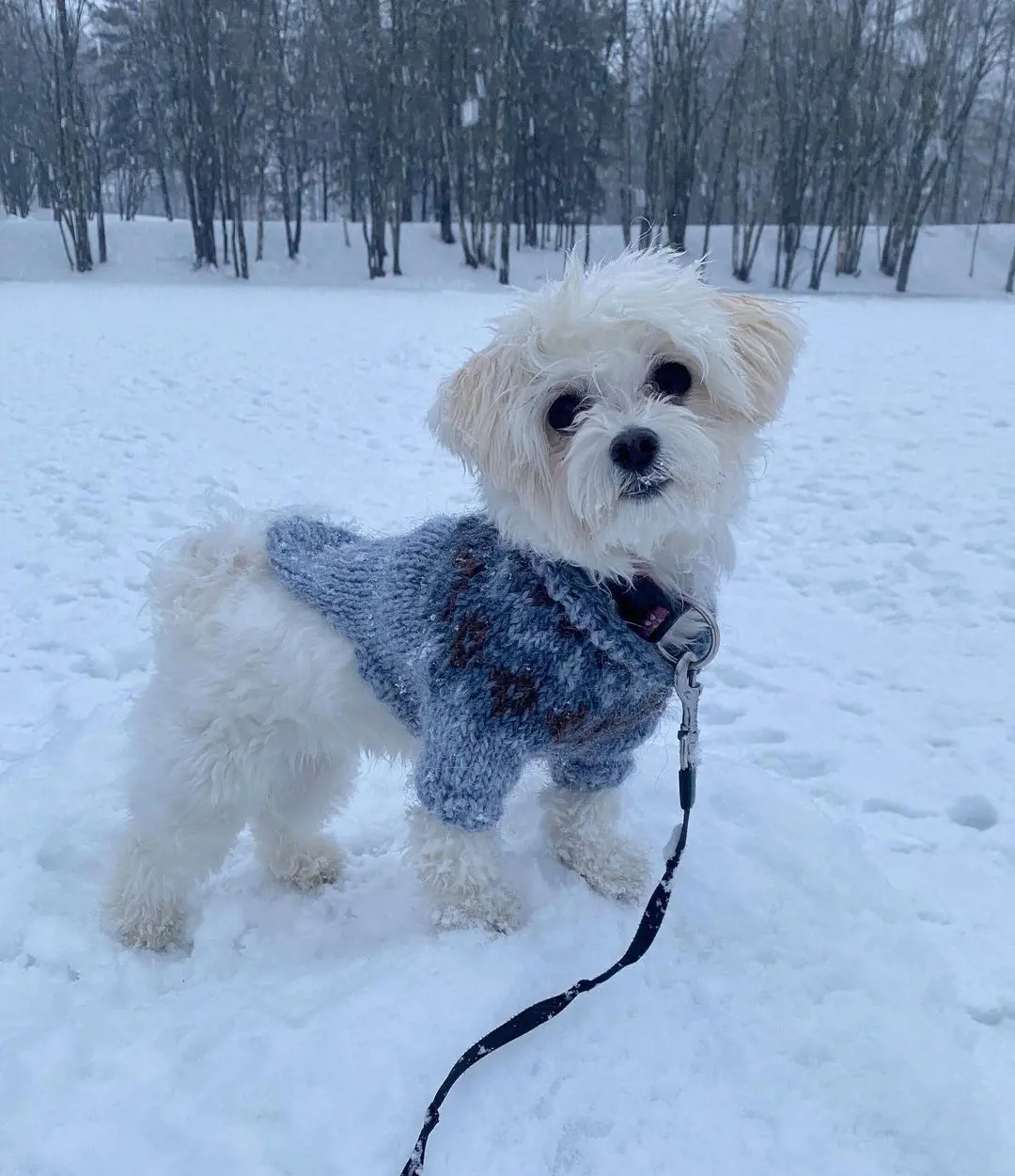 A white Bolognese puppy plays in snow wearing a sweater. 