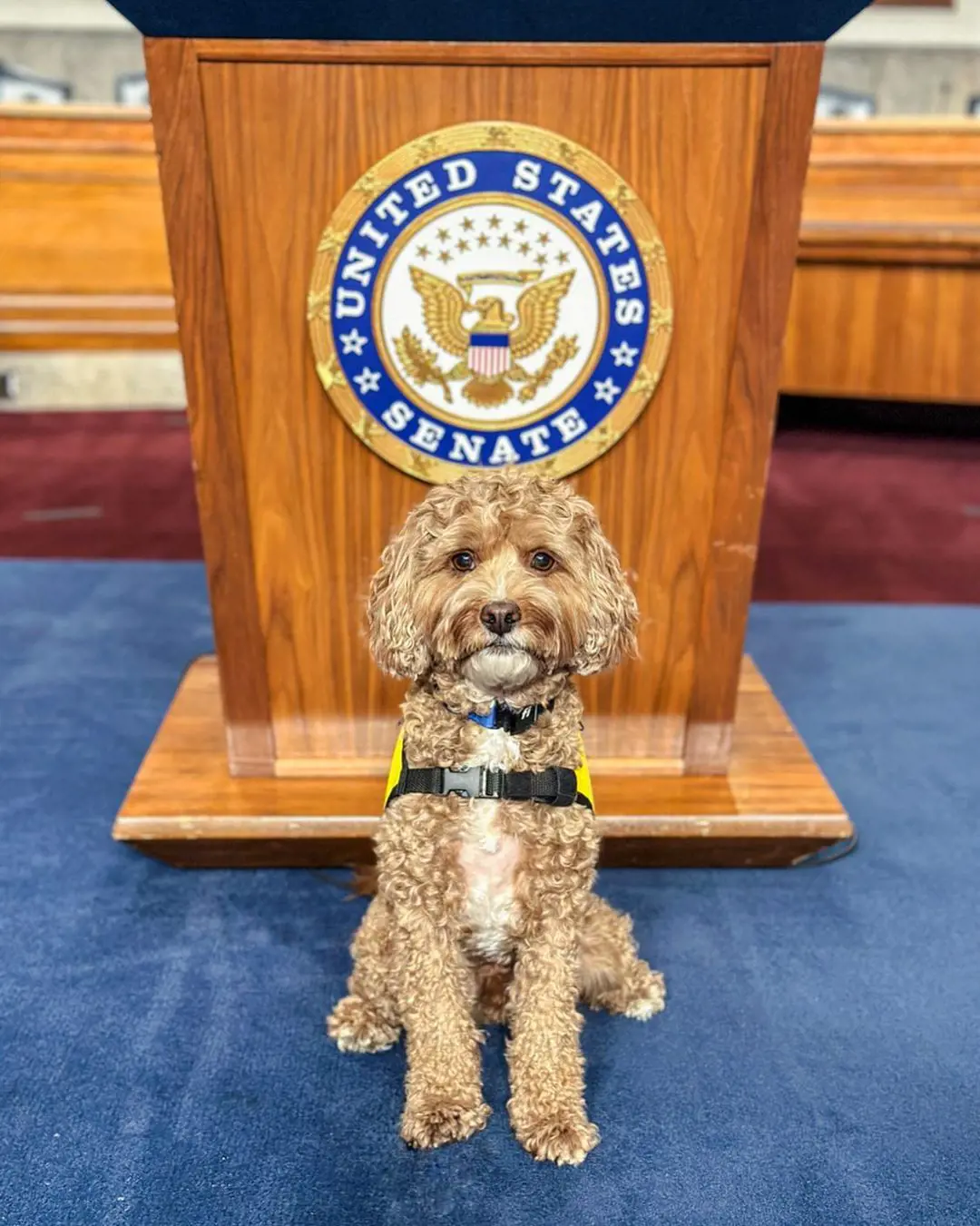 A well groomed therapy Cavapoo attend a meeting with American Senate at Dirksen Senate Office Building.