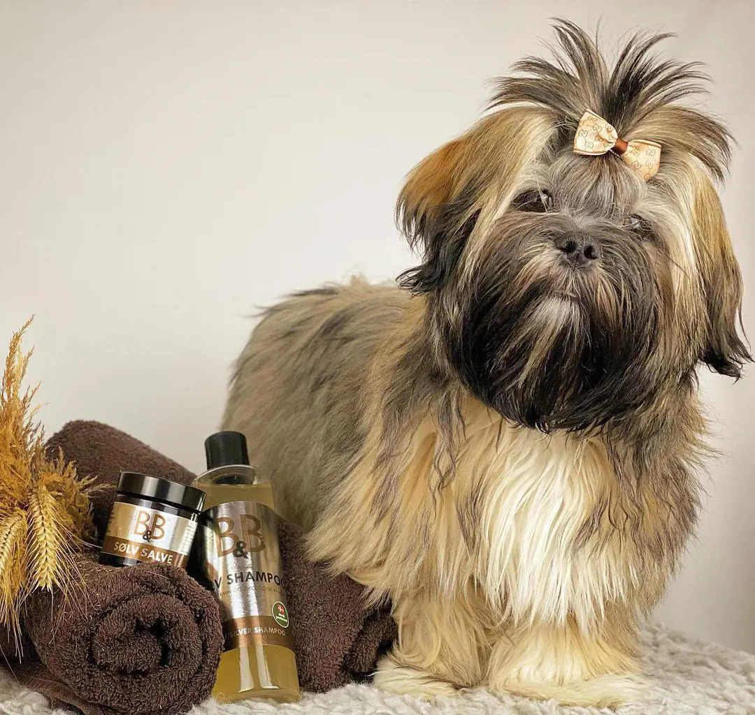 A long and silky haired Lhasa Apso with their beauty product in the side. 