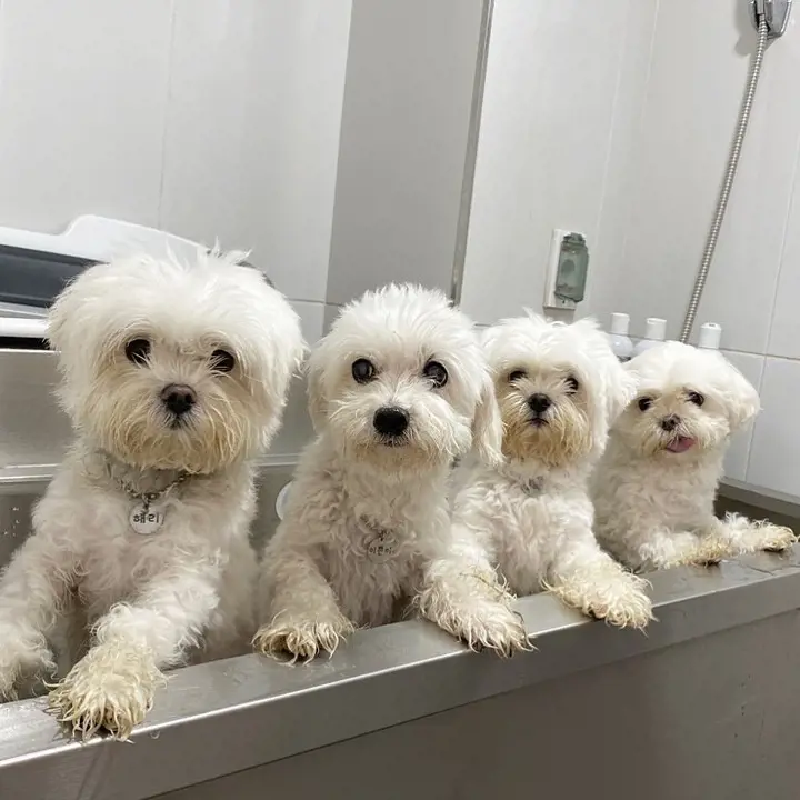 Four white Maltese puppy get ready for a bath and grooming. 
