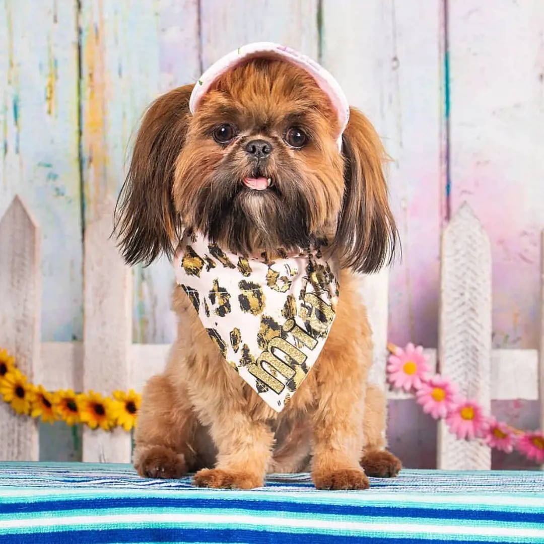 A beautifully groomed and brushed brown Shih Tzu puppy. 