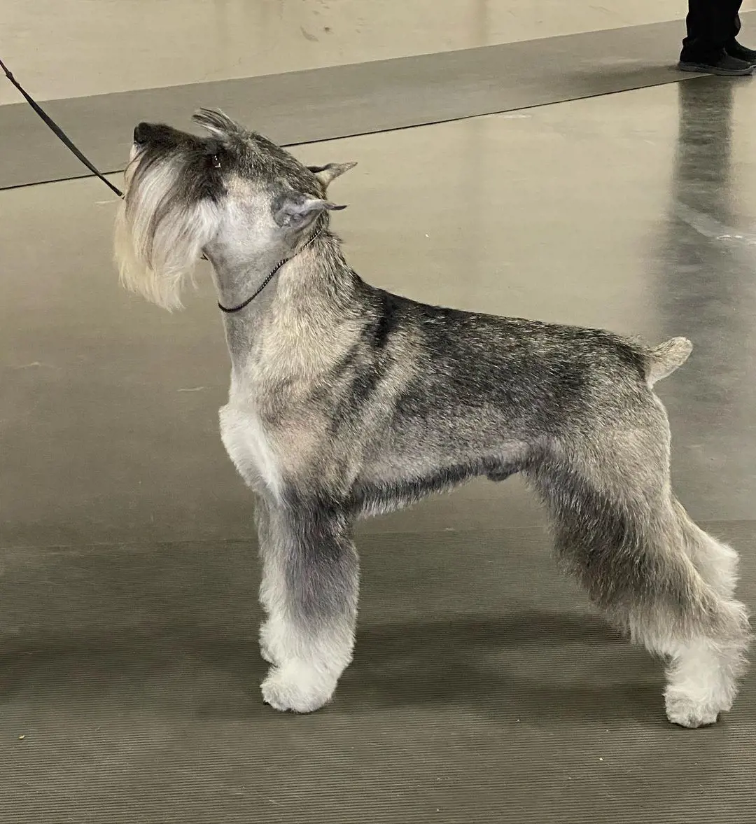 Standard Schnauzers named Goldwynn beautifully groomed and ready for a dog show at Big Fresno Fairgrounds.