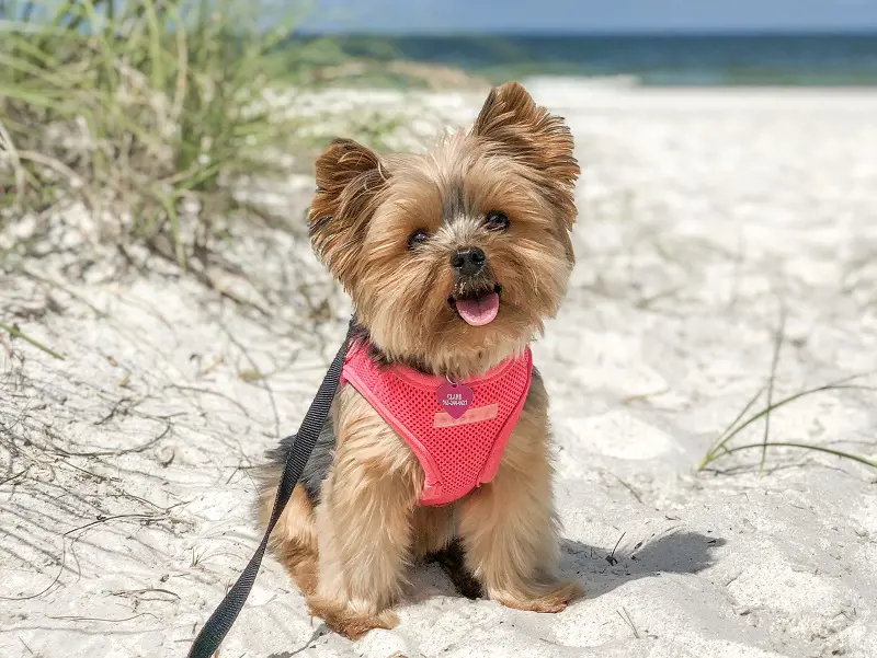 A brown and black Yorkie enjoying outing at the beach with a pink harness. 